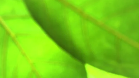 Defocused fresh green leaves Stock Footage 231761908