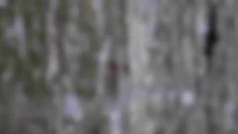 Defocused graphics element tilt slow motion on wood birch Stock Footage 130154341