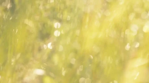 Defocused grass background Stock Footage 44641954