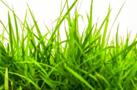 Defocused grass blurry Stock Photos
