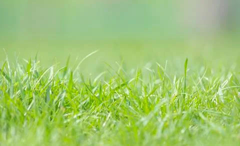 Defocused grass on field Stock Photos