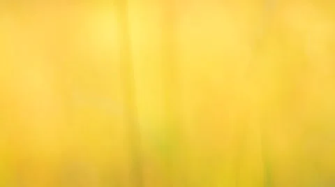 Defocused grass in gentle wind. Stock Footage 53865489