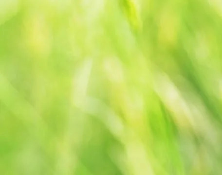 Defocused green background. Foto stock