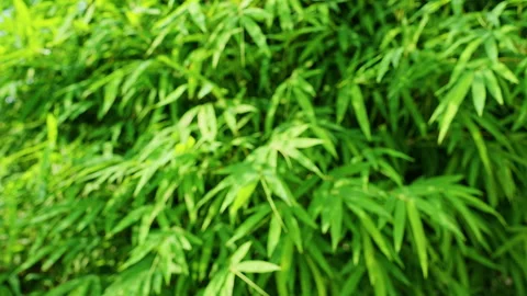 Defocused Green Bamboo Leaves Background With Tropical Foliage Texture and Soft Stock Footage 335240688