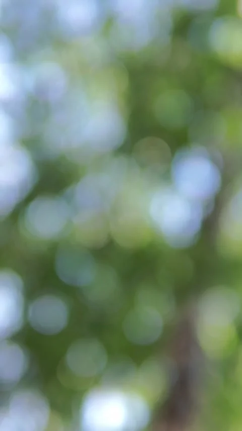 Defocused Green Foliage Background with Soft Sunlight Bokeh Effect Stock Footage 346640964