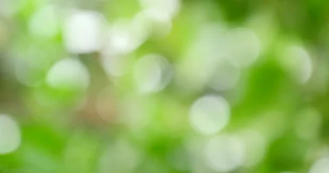 Defocused Green forest leaves wind for background Видео 162591955