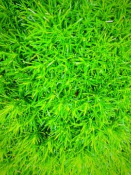 Defocused green grass Stock Photos