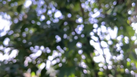 Defocused Green Natural Background with Soft Light and Bokeh Bubbles Effect Stock Footage 320930753