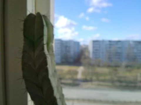 Defocused image of cactus on the window. Blurred rear view of the city Stock Photos