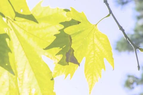Defocused image of a forest with sunshine and green leaves. Abstract blured b Stock Photos