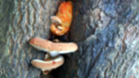 Defocused image of mushrooms embedded in tree trunks Stock Photos