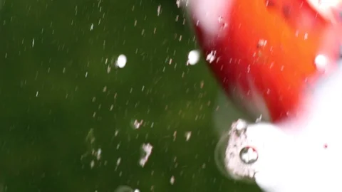 Defocused Koi carp fish swims in particle floating green water Stock Footage 101148337