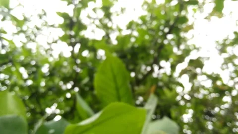 Defocused leaves of Catappa. Stock Footage 221204256