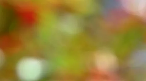 Defocused leaves Stock Footage 12373329