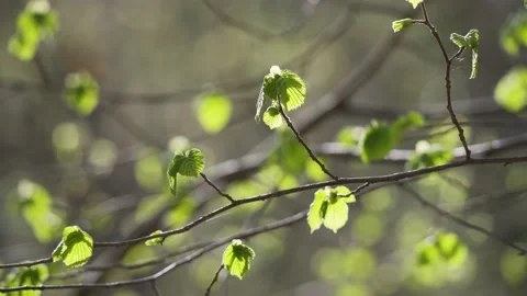Defocused leaves of fresh spring trees with young first foliage and soft sunset Stock Footage 154397896