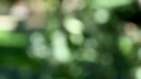 Defocused leaves of greenery trees and soft sunlight Stock Footage 250187891