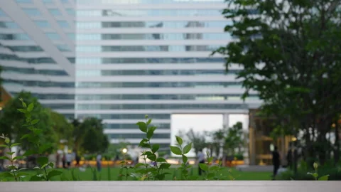 Defocused leaves with modern building in the background Stock Footage 345859262