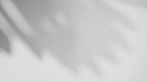 Defocused leaves shadow on white wall effect background Stock Footage 245157354