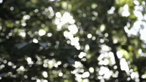 Defocused leaves of trees. background Stock Footage 132823651