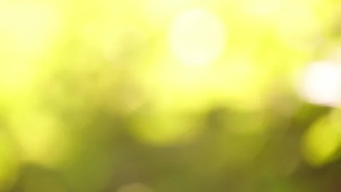 Defocused leaves of trees illuminated by sunlight sway in the wind. Video stock 252229580