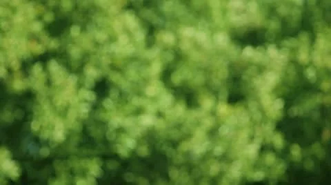 Defocused leaves on a windy day Stock Footage 10562522