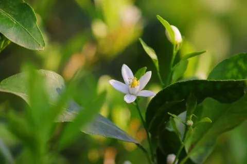 Defocused lemon flower background Stock Photos