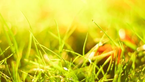 Defocused loopable still shot of grass with water drops gentle moving in wind. Stock Footage 81054931