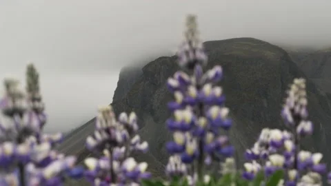 Defocused Lupins in front of the foreboding Stokksnes mountain ranges 動画素材 158589305