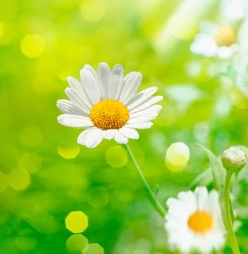 Defocused meadow Stock Photos