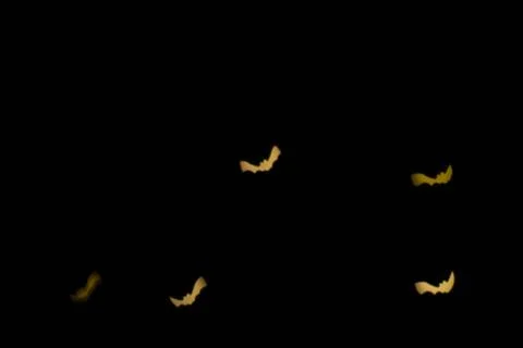 Defocused multicolor bokeh lights in shape of bats for halloween background. Stock Photos
