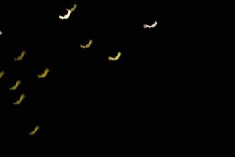 Defocused multicolor bokeh lights in shape of bats for halloween background. Stock-Fotos