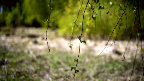 Defocused natural background, spring, in the foreground branches and leaves of a Video stock 107386298