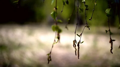 Defocused natural background, spring, in the foreground branches and leaves of a 스톡 동영상 107386322
