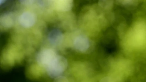 Defocused nature background. Blurred leaf forest. Stock Footage 83691970