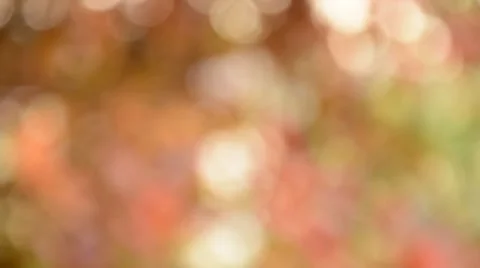 Defocused nature background Stock Footage 44637000