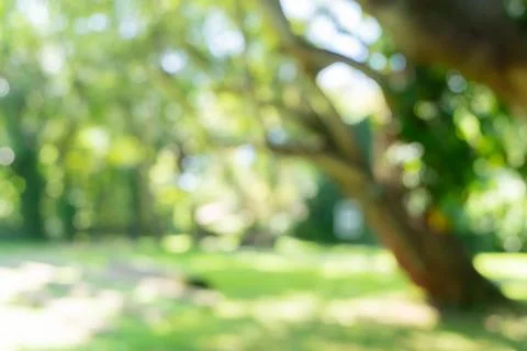 Defocused or blur with bokeh background of garden trees in sunny day Stock Photos