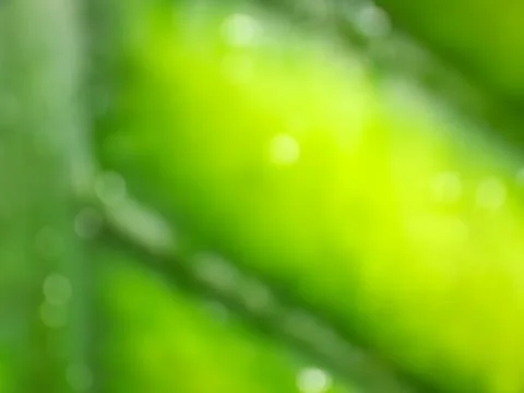 Defocused or blurred or abstract of yellow leaves and green veins Stock Photos