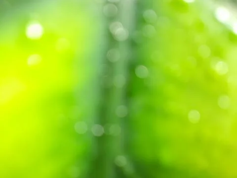 Defocused or blurred or abstract of yellow leaves and green veins Stock Photos