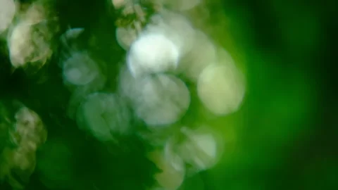 Defocused overlay beautiful background forest in green summer nature 360 Stock Footage 278358342