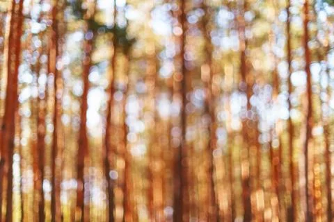 Defocused pine forest texture and background Foto stock