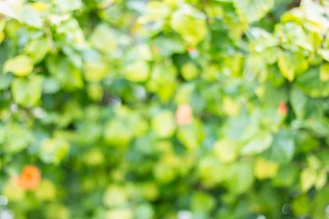 Defocused plant background Stock Photos