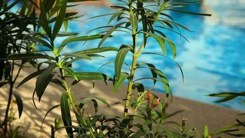 Defocused pool in background through tropical flower bush Stock Footage 120368633