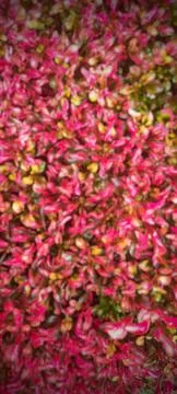Defocused red leaf plants Stock Photos
