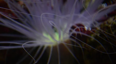 Defocused sea anemone Stock Footage 50928122
