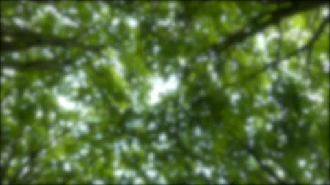 Defocused shot looking up moving through trees and branches in forest Stock Footage 95095388