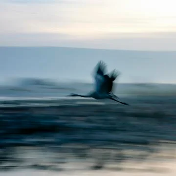 Defocused side view of common crane in flight, blurred motion Stock Photos