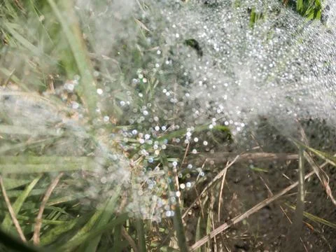 Defocused spider web with dew drops on it. Stock Photos