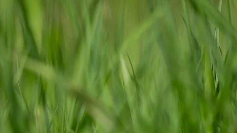 Defocused spring background. Beautiful bokeh of lens. Stock-Footage 76249742