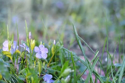 Defocused spring background with a flowered periwinkle 스톡 사진