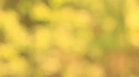 Defocused spring background. Stock-Footage 62812519